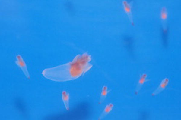 巨大クリオネ3匹 抜群の存在感 北海道の水族館 ニュースな何か ﾟ ﾟﾉ ﾉ