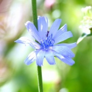 北海道 夏の花 がーらいふ