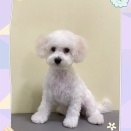 ビションフリーゼシャンプーカット✂️三豊店北岡