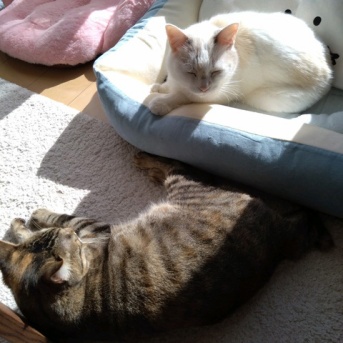 実物のﾈｺﾁｬﾝたちセカンド111