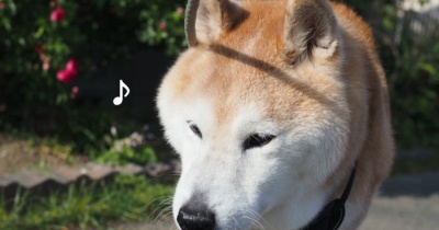 バ〜ラが咲いた♪バ〜ラが咲いた♪