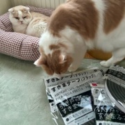 カーテンを洗おうとすると猫がついてくる！？