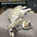愛猫マジック