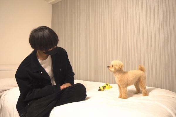 ペット動画まとめch トイプードル