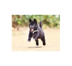 8-15-1　堀　アスランくん　2か月　南あわじドッグラン・飛行犬撮影所にて