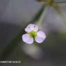 サジオモダカ（水草）