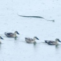 2026年7月17日の野鳥公園