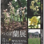 ユーフォルビア・オベサ・ドットコム