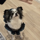 順調にトライアル中