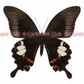 モンキアゲハ♀ (ボルネオ) Papilio helenus enganius