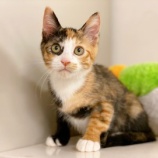 『おもちゃが大好きな すずちゃん（子猫）』の画像
