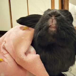 ぶーにーの暮らし