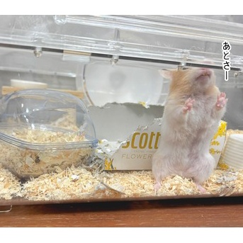 今日のプリン(11/12追記)