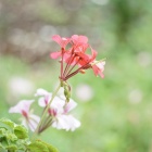 『6月の庭ゼラニウム・スカシユリ・植え替えたバラ・野菜など』の画像