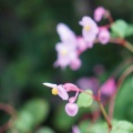 なごみヨガ　9月