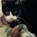 何かを見てる猫