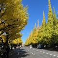 靖国神社と神宮外苑の銀杏並木