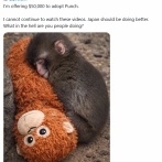 可哀想な子猿・パンチくん、海外でも大きく話題「日本は何やってるんだ」