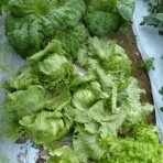 毎日が日曜　晴耕雨読な日々