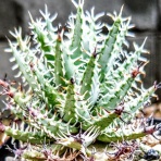 ユーフォルビア・オベサ・ドットコム