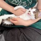 里親さんを待ってる猫たち(8/23)