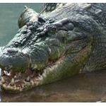 【画像】アメリカで話題になった超巨大ワニさんでかすぎワロタｗｗｗｗ
