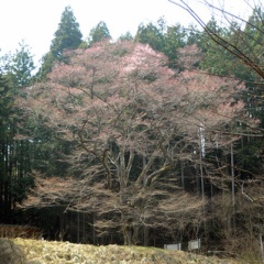 飛騨かなやまの桜　開花状況 2026