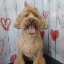 トリミングのお客様(16・17日)