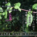 「ヨウシュヤマゴボウ」