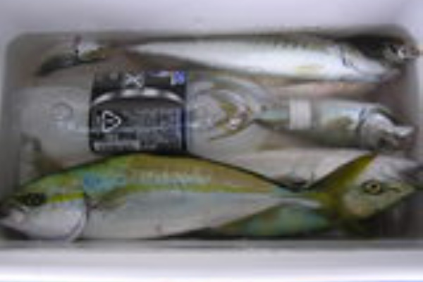 最新情報 09年09月