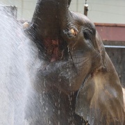 とべ家の猛暑対策 ~シャワー気持ちいいね~