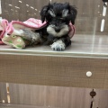 ミニチュアシュナウザーちゃん❤️