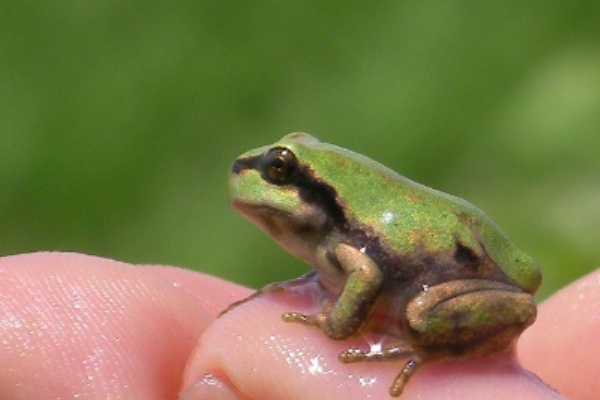 田んぼづくりプロジェクト