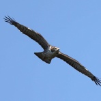 青色鳥撮り