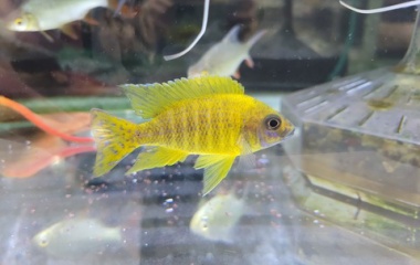 『7月29日(土)　熱帯魚入荷情報』の画像