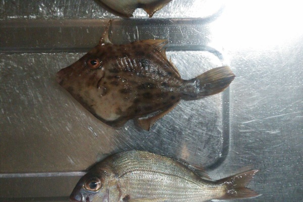 おでかけ日記 釣果