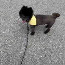 ポメラニアン