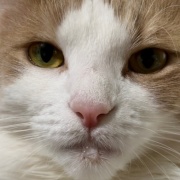 「お顔にお水がついていますよ」と猫に言ったら・・・