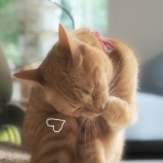 湘南凸凹柴WAN日記