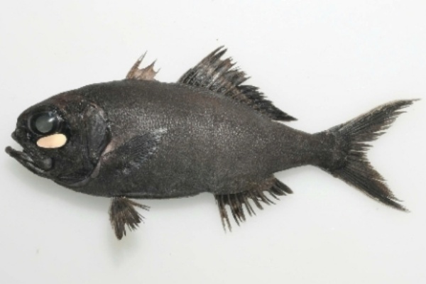 75 ヒカリ キンメダイ 最高の花の画像