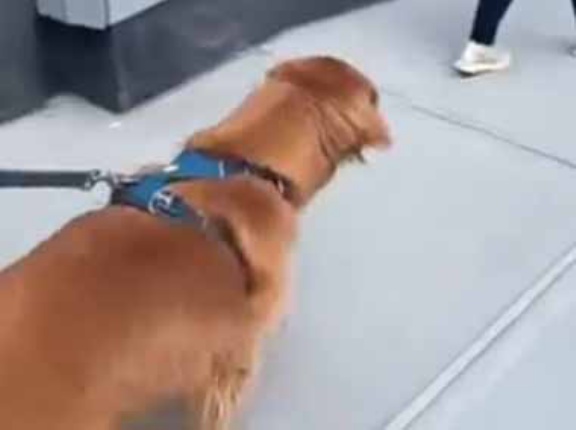 【高齢者は気をつけて!】 散歩するイヌの前をおばあさんが歩いていた。それはお前のじゃないよ！ → 犬、狙います…