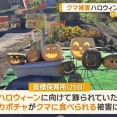 クマがハロウィンのカボチャ食べる　北海道枝幸町の保育所　付近の小学校にも現れる