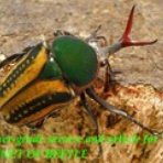 ブリーディングブログ