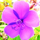 『OIだより(4800回記念)(65)一隅の灯(39)』の画像