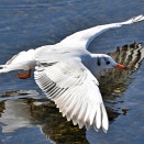 多摩川のユリカモメ　ユリカモメ 015