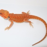 『新入荷!めっちゃ赤いフトアゴ!激レアトカゲ🍂など!!』の画像