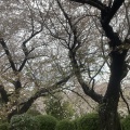 桜、桜、桜🌸そして富士山🗻