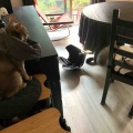 築地で買った本鮪の脳天と生タコ炙りが美味しかった♪