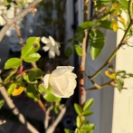 ＊つるバラの剪定まず切る場所は