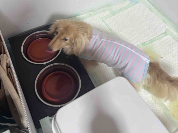 モコちゃん明日復活予定。